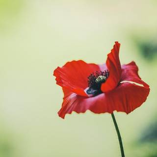 Poppy flower wallpaper