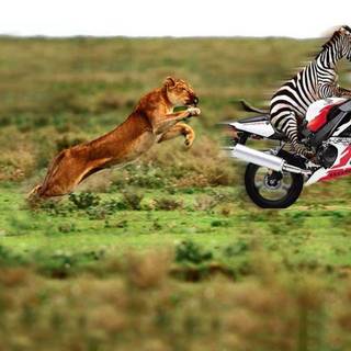 Wallpaper of funny pics