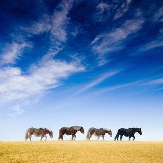Wild horse wallpaper