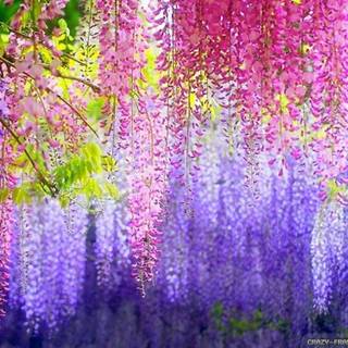 Pictures of flowers for wallpaper