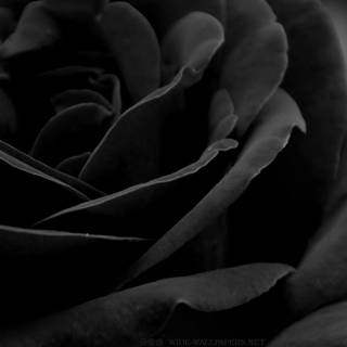 Black rose background
