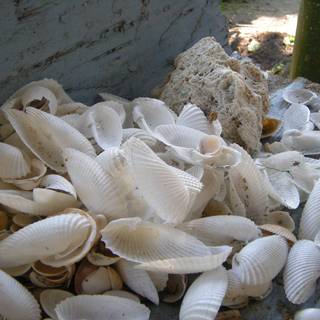 Images of seashells