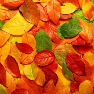 Wallpaper leaves