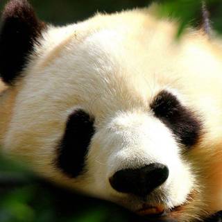 Cute panda wallpaper