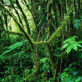 Amazon rainforest wallpaper