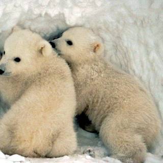 Polar bear wallpaper