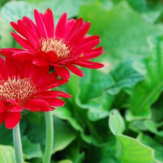 Nature pictures flowers