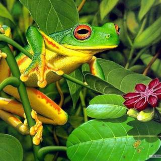 Free frog wallpaper