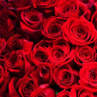 Red roses background