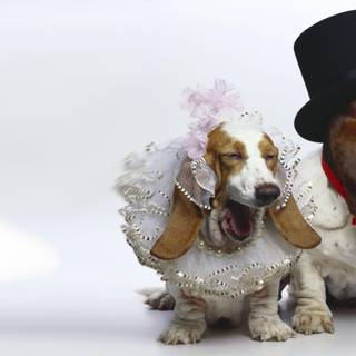 Basset Hound wallpaper