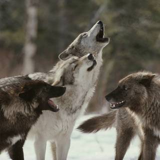 Wolfpack pictures