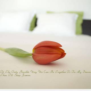 New love images wallpaper 2016