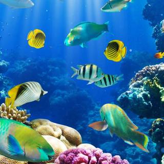 TROPICAL WALLPAPERS 2016