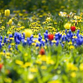 Nature wallpaper 2016