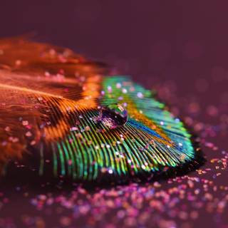 Wallpapers of peacock feathers HD 2016