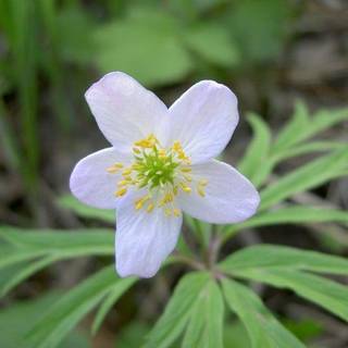 Nature wallpaper 2017