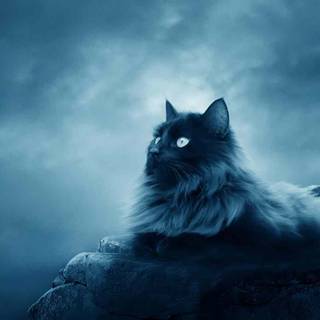 New bike mobile wallpaper in 2017