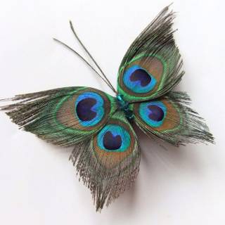 Wallpapers of peacock feathers HD 2017