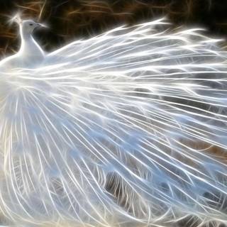 Wallpapers of peacock feathers HD 2017
