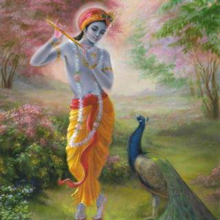 Wallpapers of peacock feathers HD 2017