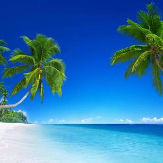 TROPICAL WALLPAPERS 2017