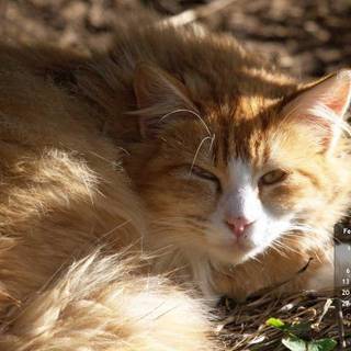 Desktop wallpaper calendar february 2017