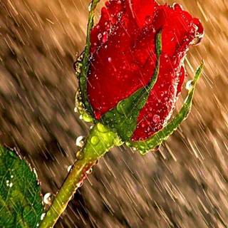 Beautiful rainy landscapes wallpaper HD 2017