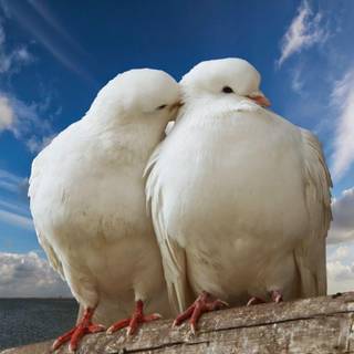 Love kiss wallpaper 2017