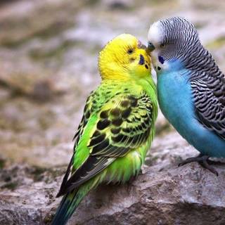 National geographic wallpaper 2017