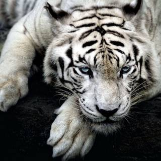 Wallpaper HD 1920x1080