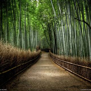 National Geographic wallpaper HD