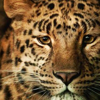 Leopard wallpaper