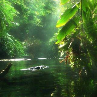 Nature wallpaper for computer