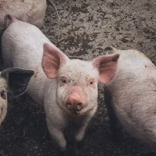 Cute baby pigs wallpaper