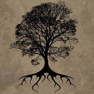 Tree roots wallpaper
