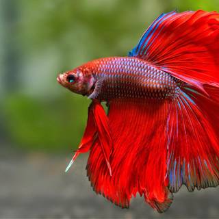 Ornamental fish wallpaper