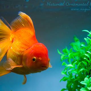 Ornamental fish wallpaper