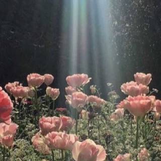 Grunge cottagecore wallpaper