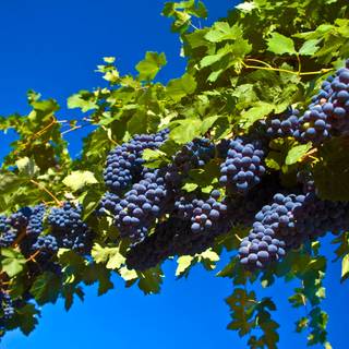 Autumn grapes wallpaper