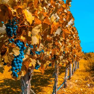 Autumn grapes wallpaper