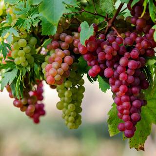 Autumn grapes wallpaper