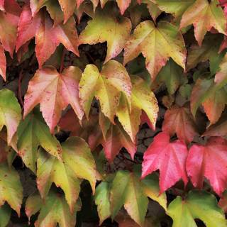 iPhone 6s autumn wallpaper