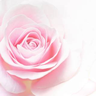 Light pink rose flower petals wallpaper