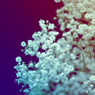 Small flowers wallpaper