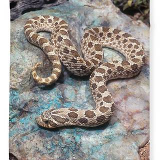 Hognose snake wallpaper