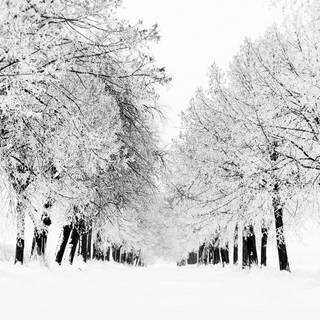 Winter white tree wallpaper