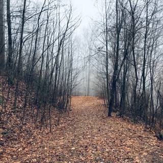 Witchy autumn wallpaper