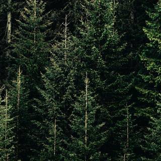 Tall green trees forest wallpaper