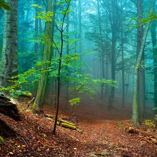 Tall green trees forest wallpaper