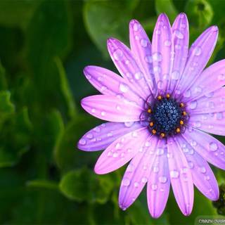 Purple green flower wallpaper